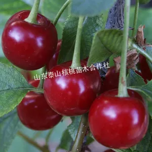 供应樱桃苗,矮化吉塞拉砧木,红灯樱桃苗,早大果