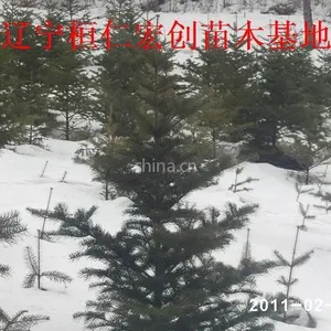 供应供应冷杉、冷杉基地、辽宁冷杉、桓仁冷杉、冷杉小苗、冷杉种子、冷杉树