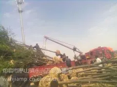 供应句容榉树价格.句容优质榉树价格