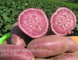 供应供应农科院的脱毒高产红薯种子一级农科院的红薯种子