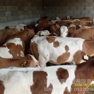 ��Ӧ��ţ�۸�|��������ţ.������ţ.³����ţ