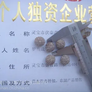 供应供美国小黑核桃1500公斤