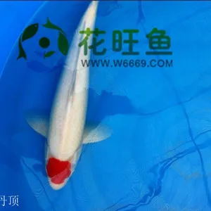 渔场直销昭和锦鲤活体纯种日本锦鲤观赏鱼锦鲤丹顶红白锦鲤