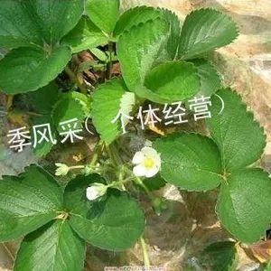 供应脱毒草莓苗 草莓苗入棚资料 山东草莓苗 草莓苗种植信息 草莓苗价格
