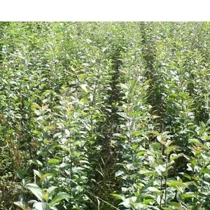 山西苹果苗价格, 红富士苹果苗价格 ,低价苹果苗 ,占地苹果苗