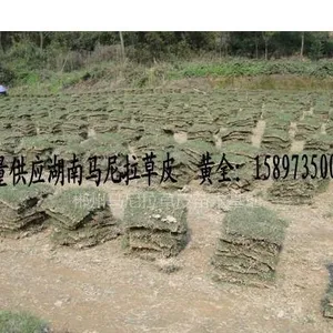 郴州市湘南苗木种植专业合作社