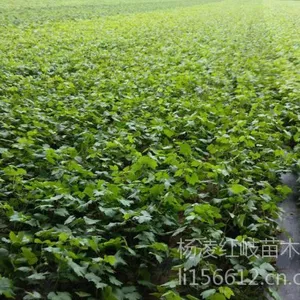 供应夏黑葡萄苗|陕西夏黑葡萄苗|夏黑葡萄苗价格