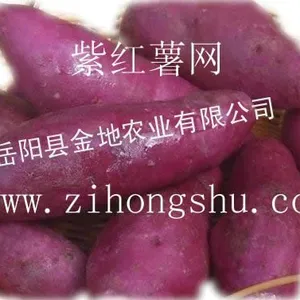 供应紫薯_紫薯种植_紫薯种_紫薯大量批发