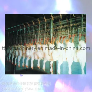供应家禽屠宰设施:放血传输线