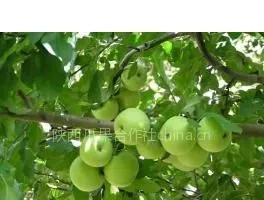 陕西早熟苹果陕西早熟青苹果藤木苹果大量供应