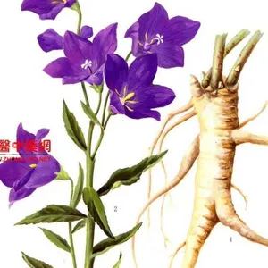 桔梗种子多少钱一斤？河南产地1级良种价格