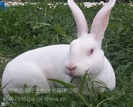 ��Ӧ����Ч���ëƤ������̡���������Ӽ�---���ٷ��ã�