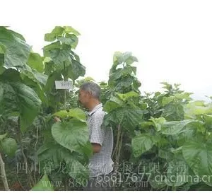 供应大量供应高成活 正宗 扶壮农桑14号