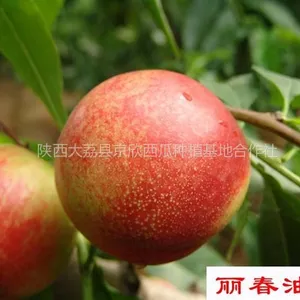 供应丽春油桃 丽春油桃价格 丽春油桃基地 个大早熟营养丰富 阳历5月份成熟
