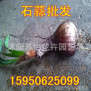 彼岸花种球 盆栽石蒜种球批发 曼珠沙华龙爪花种球 当年开花大球