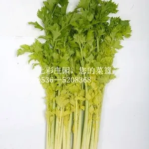 供应桂河芹菜 寿光特产 国家地理标志产品