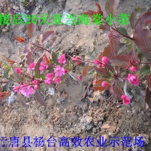 ��Ӧ��������⺣���籱��������