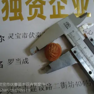 供应供山桃胡 毛桃胡种子50吨
