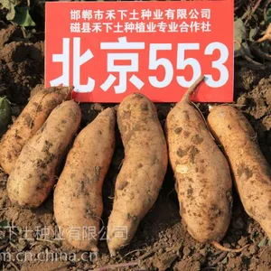 邯郸市禾下土种业有限公司供应烤红薯品种北京553脱毒红薯苗