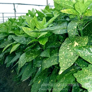 供应大量批发供应温江苗木城乡绿化苗木优质彩叶灌木洒金珊瑚