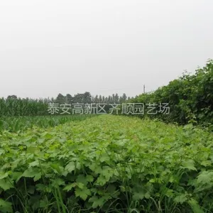 供应葡萄扦插苗，山东葡萄苗，葡萄当年苗果苗价格