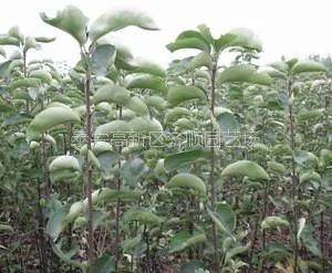 供应梨树苗 优质梨树苗品种 梨树苗产品