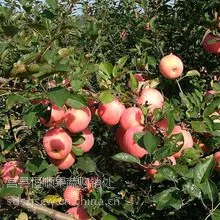 供应供应山东章丘苹果基地