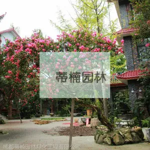 紫薇树产地 四川大红紫薇价格