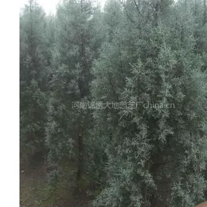 供应***绿化树种，别墅绿化树种，蓝冰柏，国王枫，金链树