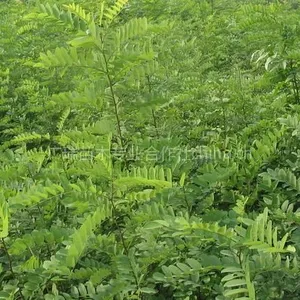 供应供应刺槐,山西侧柏小苗,当地刺槐苗,成品刺槐成小苗