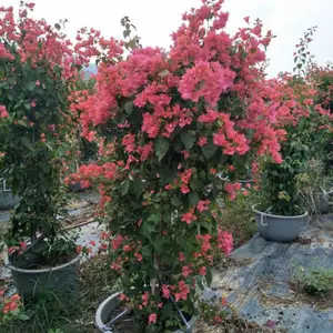 供应红花勒杜鹃 四季红三角梅 紫花造型三角梅盆景批发