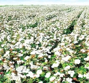 供应新疆棉花种子价格棉花种子报价生产基地棉花种子