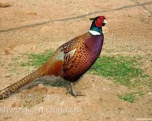 山鸡苗、珍珠鸡苗、贵妃鸡苗等多种珍禽批发