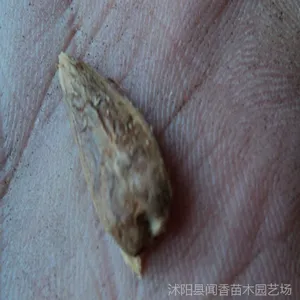 ������Ӧ����ɼ���� �������� ��ѿ***  ����ɼ���ַ���