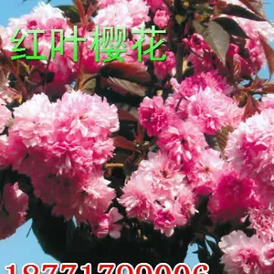 供应红叶樱花|湖北红叶樱花|宜昌红叶樱花树苗价格|枝江求购红叶樱花苗圃基地|湖北哪里有红叶樱花出售批发