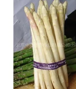 供应供应芦笋种子︱高产芦笋种子︱进口芦笋种子︱