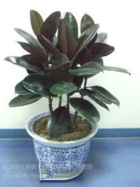 供应武汉植物租赁,武汉植物租赁公司