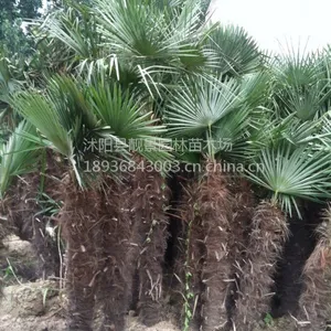 供应棕榈50-200公分高绿化苗木棕榈树苗