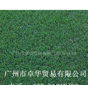 供应狗牙根草种,脱壳狗牙根,公路护坡种子狗牙根