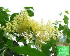 供应***丁香油