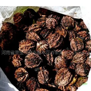 供应山核桃种子200吨