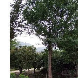 三角枫,三角枫价格,三角枫树苗