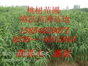 春雪桃树苗哪里有 哪里有春雪桃树苗 哪里的春雪桃树苗品种纯