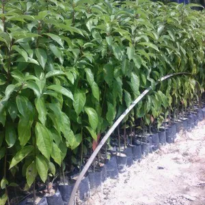 2015年香樟小苗信息