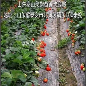 供应草莓苗直销 草莓苗哪里 山东草莓苗 草莓苗价格