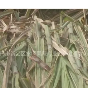 供应鲜甘蔗尾叶