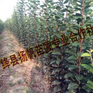 扬帆苗圃西府海棠小苗，1--5公分西府海棠