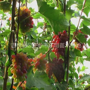 供应供应长春出售葡萄苗,贝达苗,李子苗,果树苗,占地苗等
