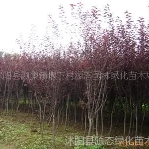 ��Ӧ�ձ�ӣ���� ��ͩ�� �ձ������ ������Ҷ���� ������