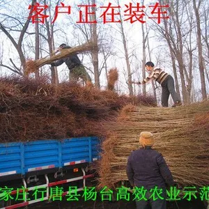 ������ֱ��